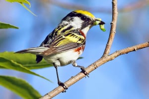 Breeding Bird Atlas