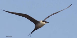 Breeding Bird Atlas