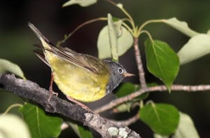 Breednig Bird Atlas