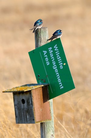Breeding Bird Atlas