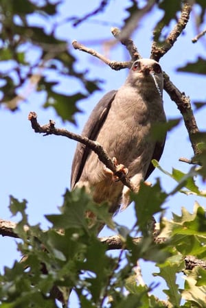 Breeding Bird Atlas - Mississippi Kite