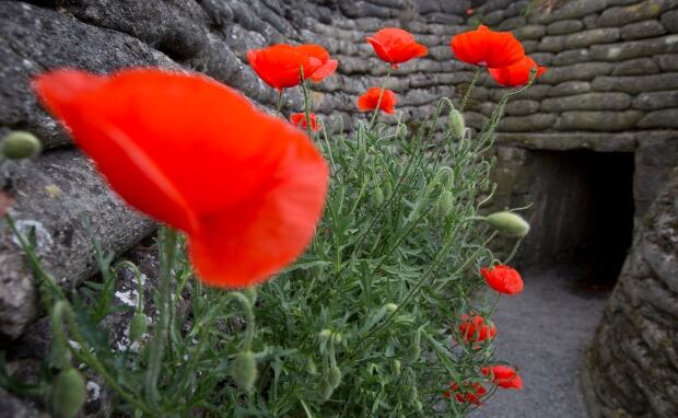 Britain Remembrance Poppies