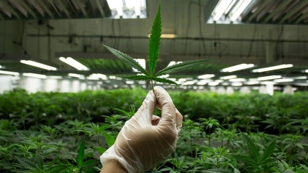First Nations medical marijuana