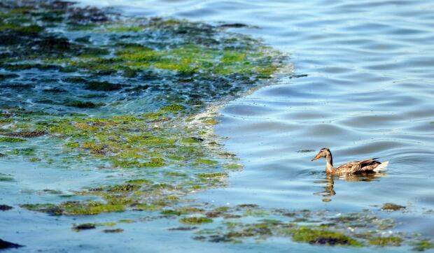 Green Bay Dead Zones