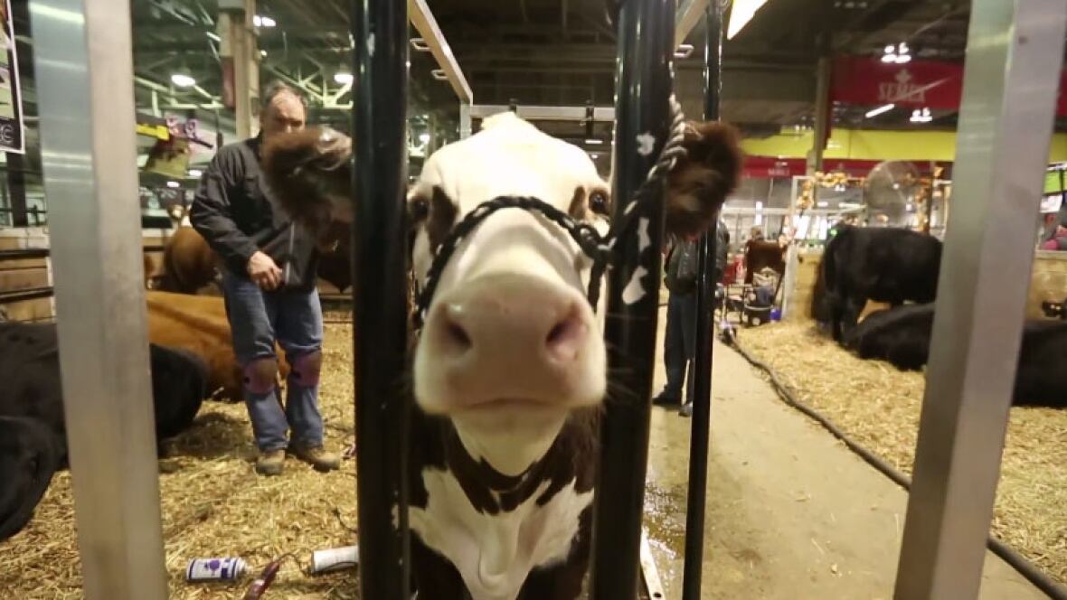 Royal agricultural winter fair coupons