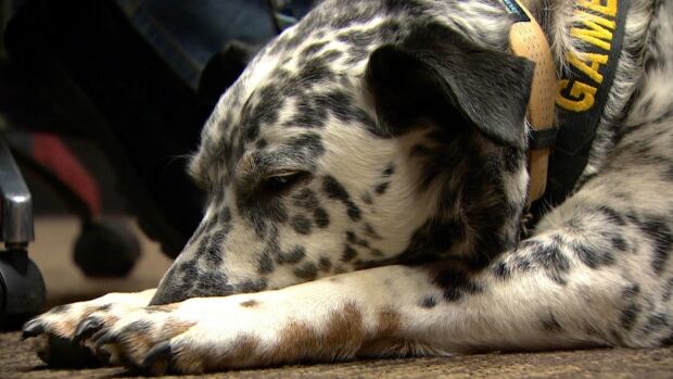Gambler, PTSD dog for Calgary veteran