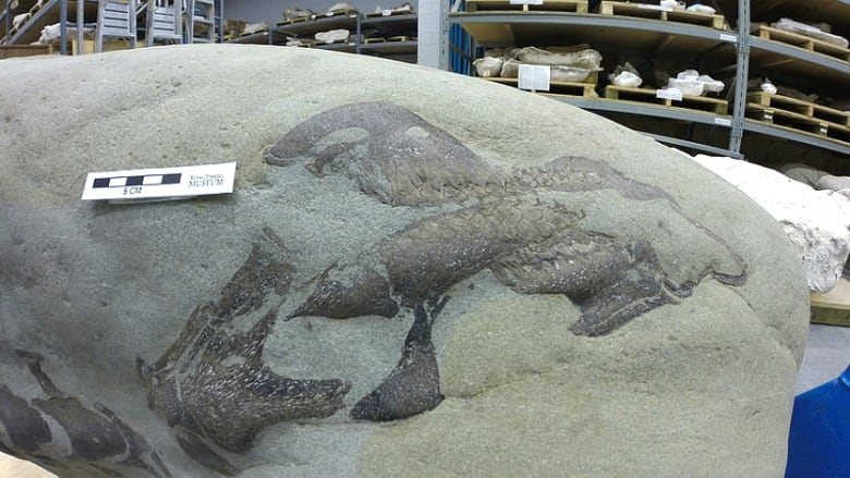 Castle River fossil discovery believed to be new dinosaur | CBC News