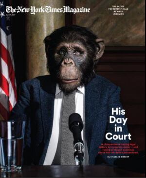 nyt-mag-chimpanzee