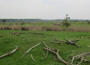 Oostvaardersplassen horses