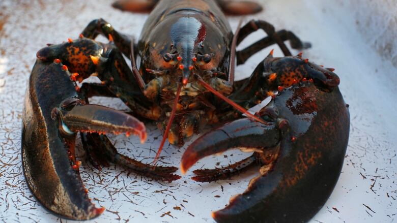 Sweden still wants 'invasive species' ban on Canada-U.S. lobster