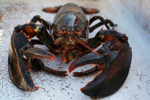 USA-LOBSTER/