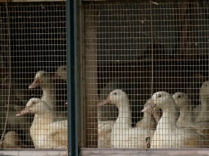 Ducks in cage
