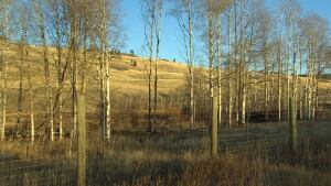 Douglas Lake