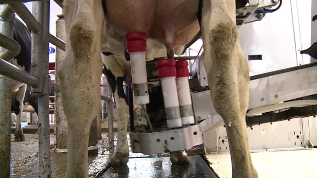 Milking machine cow udders