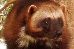 Wolverine