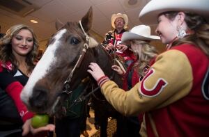 FBO CFL Grey Cup Horse 201411128