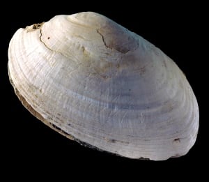 Shell engraving discovery