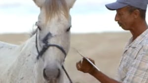 WestJet Christmas Miracle horse