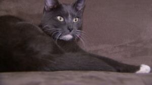 Harmony cat