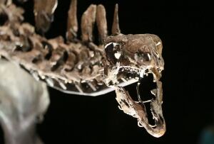 Stegosaurus Natural History Museum