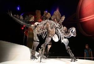 Stegosaurus Natural History Museum