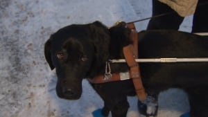 Jenny guide dog