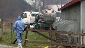 Avian flu cull