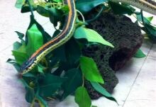 outlaw, garter snake