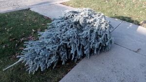 The family says this is the tree bought at Home Depot. It's not in their home any more.