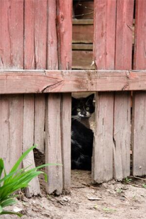Free-roaming cats often appear hidden