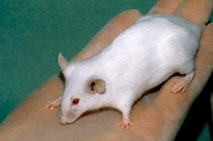 lab mouse