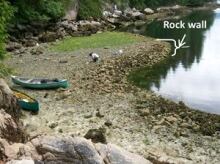 Clam garden