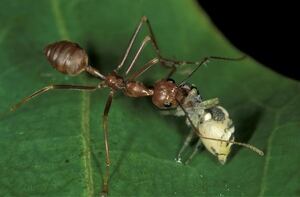 ant and spider