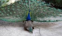Peacock peahen