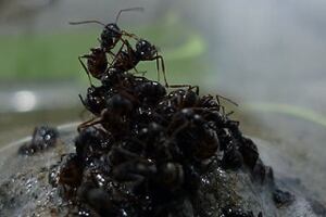 Ants forming a raft