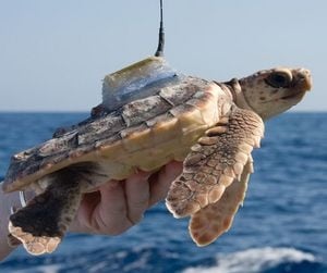 Turtle fitted with satellite transmitter