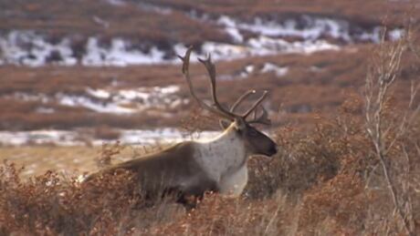The N.W.T. minister of environment, Michael Miltenberger, says the territorial government wants to set up a no-hunting zone around the Bathurst caribou herd's core. caribou