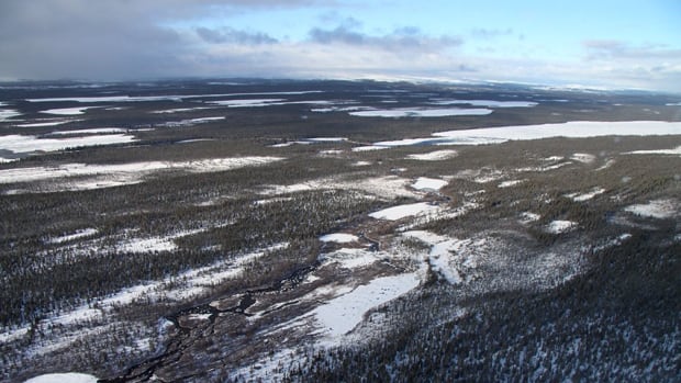 Caribou