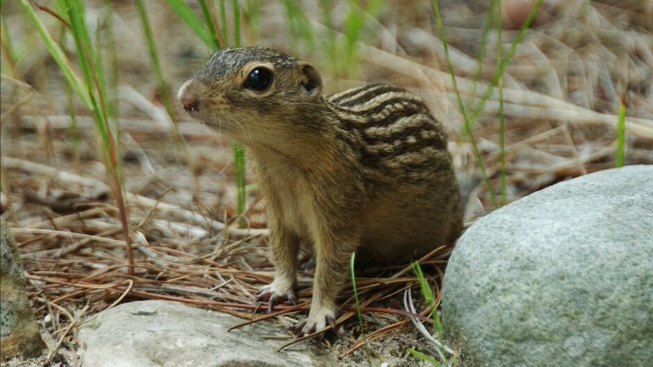 Thirteen lined ground squirrel