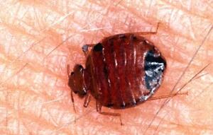 NYC Bedbugs