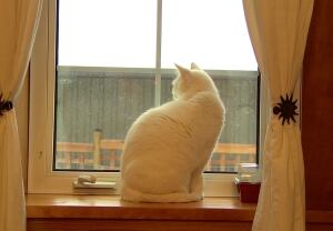 House Green Cat