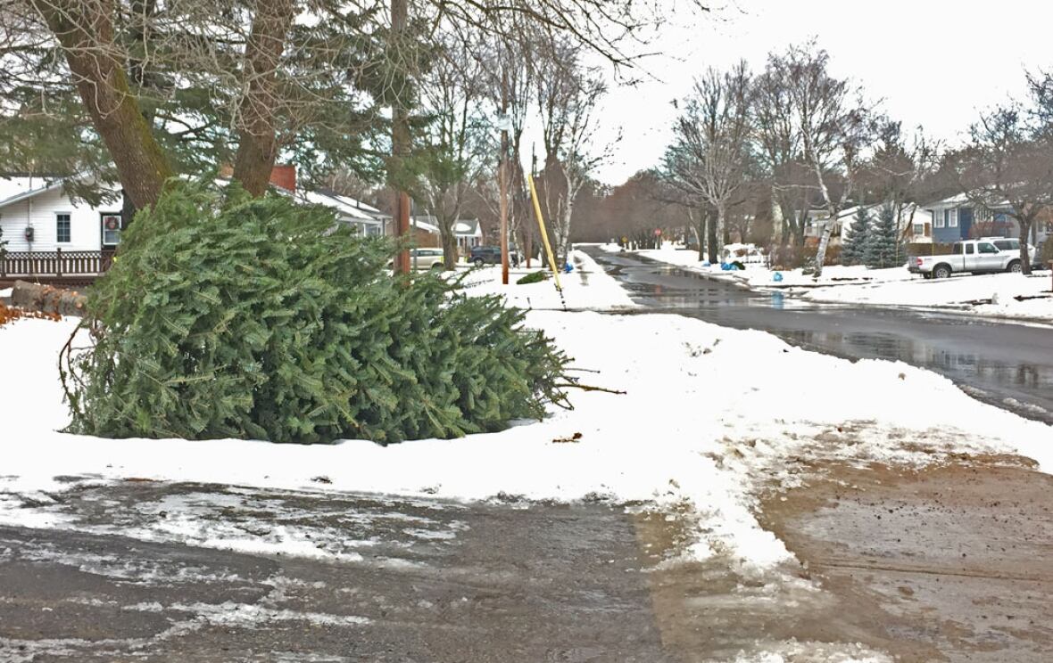 IWMC prepares to pick up 15,000 Christmas trees | CBC News