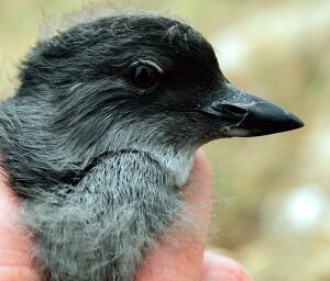 Auklets die off
