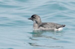Cassin's auklet