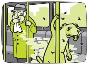 funky ferret + lounge lizard