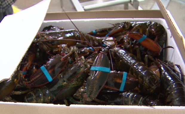 Lobster