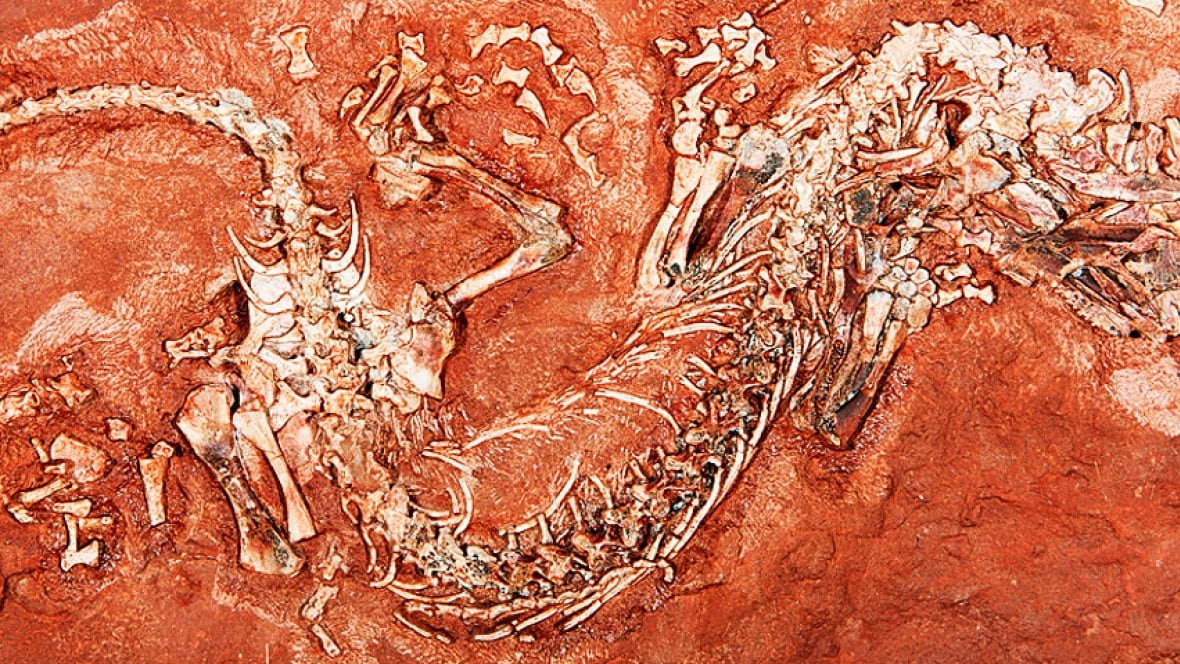 Fossil found by P.E.I. boy fills gap in reptile evolution Technology