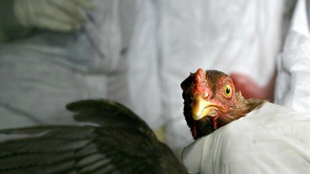 avian-flu-outbreak-feature