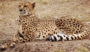 cheetah-feature620