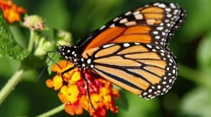 monarch-butterfly-feature